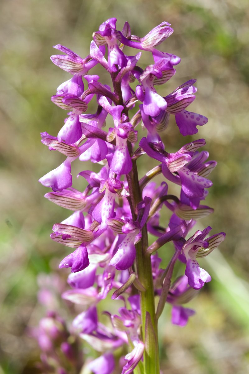 Ultime orchidee per quest''anno - Dalla Grecia con passione